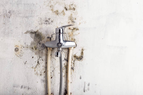 Best Mold Removal Near Me  in Dillsburg, PA
