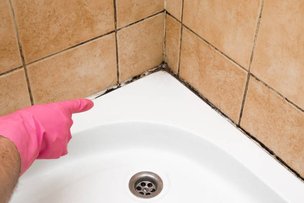 Best Attic Mold Removal  in Dillsburg, PA